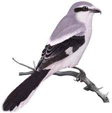 Dunesletter Winter 2012