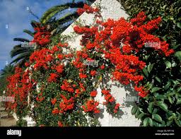 Image result for Pyracantha