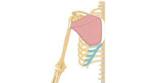 The forearm is the region of the upper limb that extends from the elbow to the wrist. Pectoralis Major Muscle Attachment Action Innervation
