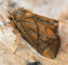 Image result for Apoda limacodes