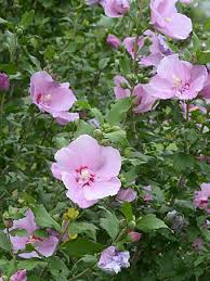 「ムクゲ 。画像。」の画像検索結果