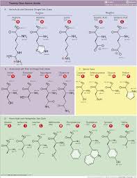 Amino Acid Pka Chart Mcat Www Bedowntowndaytona Com
