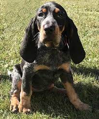 Bluetick Coonhound Dog Breed Information Coonhound Puppy Hound Puppies Bluetick Coonhound