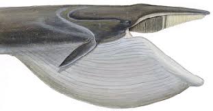 Bottom dwelling sharks, like angel. Baleen Whales Center For Coastal Studies