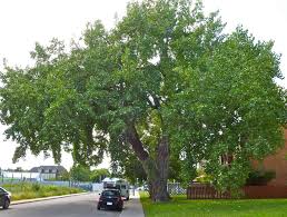 Though some cottonwood trees can live over 100 years, many in urban areas only have a lifespan of around 30 years. Planting Hybrid Poplar Pros And Cons
