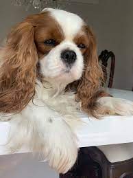 Charlieblenheimking Cavalier King Charles Dog Cavalier King Spaniel King Charles Dog
