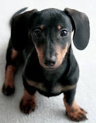 Black And Brown Weiner Dog Puppy Dachshund Puppy Dachshund Pictures Dachshund Dog Dachshund Puppies