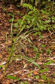 Image result for Scleria pooides