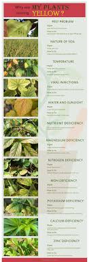 Pea plants kept in dry soil die at a faster rate than those in moist soil types. Why Are My Plants Turning Yellow Home Gardeners