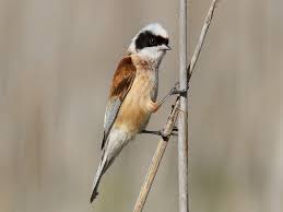 Image result for Porodisculus pendulus