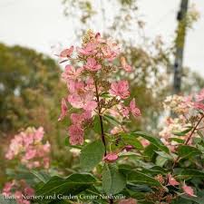 Growing this tree is all about taking the long, scenic route. D45 Hydrangea 7 Patio Tree Hydrangea Pan Pink Diamond Panicle Bates Nursery Garden Center
