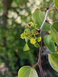 Image result for Ziziphus abyssinica