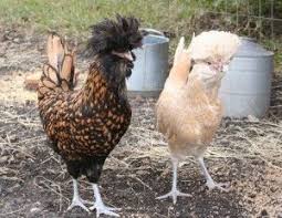 Bird With Fluffy Hair On Head My Blog My Wordpress Blog Chickens Backyard Fancy Chickens Chicken And Cow