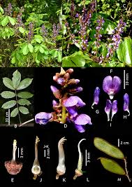 Image result for Rytigynia sp. G