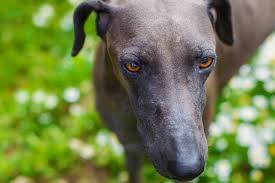 Image result for lurcher dog