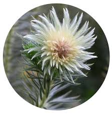 Image result for Phylica