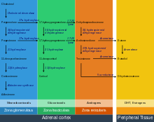 Adrenal Gland Wikipedia