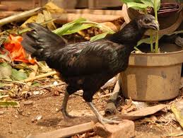 20 black and white luts pack.zip. Ayam Cemani Wikipedia