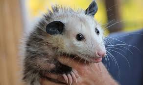 We did not find results for: Possum Or Opossum Spirit Animal Symbolism And Meaning