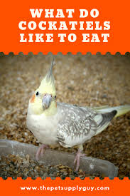 Exotic Birds You Can Have As Pets What Do Cockatiels Like To Eat The Pet Supply Guy Cockatiel Cockatiel Care Pet Birds