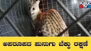 Rare Small Indian Civet Rescued From A Dry Well In Amalagondi In Sira Tumakuru Youtube