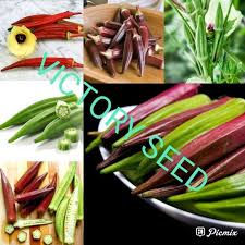 Bendi (hibiscus esculatus), adalah sejenis sayuran yang berasal dari afrika dan sesuai ditanam dikawasan yang beriklim tropika. Jual Victory Seed 5 Biji Benih Bibit Seed Seeds Lady S Fingers Abelmoschus Esculentus Kacang Bendi Lendir Sayur Okra Gumbo Mix Mixed Terbaru Juni 2021 Blibli