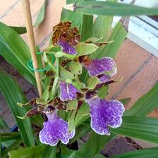 Image result for Orthochilus milnei