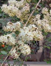 Image result for Lawsonia inermis