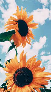 See more ideas about iphone wallpaper themes, iphone wallpaper, iphone. Pinterest Cute Backgrounds For Iphone Novocom Top