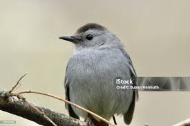 Young Catbird Stock Photo