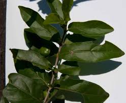 Image result for Bullockia setiflora