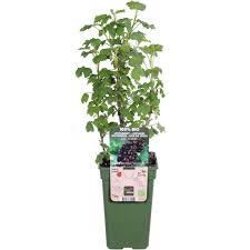 Image result for jostaberry