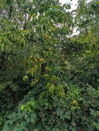 Image result for Pleurostylia capensis