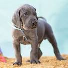 Great Dane For Sale in Virginia - Hoobly Classifieds