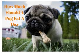 How Much Should A Pug Eat A Day Health Of A Pug