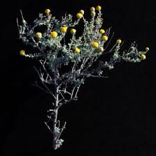Image result for Nolletia zambesica