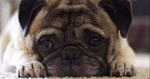 A pug puppy is a big responsability and if you are interested in buying one, you need to find a reliable breeder. Pug Puppies For Sale In Florida Information Pugs Home