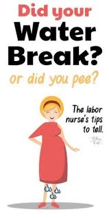 Pin On Pregnancy