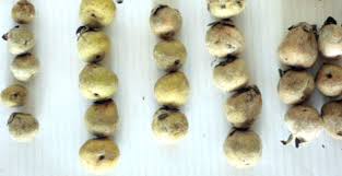 Image result for Dovyalis sp. A