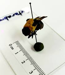 Image result for cuterebriasis in dogs