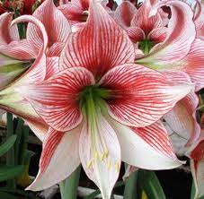 Allium Ampeloprasum Amaryllis Amaryllis Bulbs Easy To Grow Bulbs