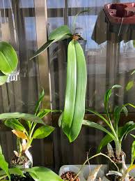 Image result for Hermbstaedtia scabra