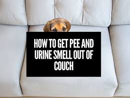 How To Get Pee Smell Out Of Couch At