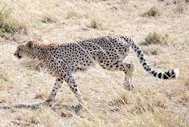 Firstly, there are the ' big five ': List Of African Animals Beginning With Letters A To Z