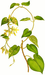 Image result for Telosma africana