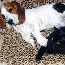 We're focused solely on providing outstanding emergency medicine that keeps people and their pets together as much as possible, and guarantees that you will get to speak with a vet right away when you pick up the phone to call. Lincoln Park Dog Cat Clinic Chicago Il Our Doctors