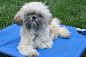Group obedience classes, private lessons, problem solving, boot camp day training or board and train options; Gold Coast Dog Training Midway Dog Academy