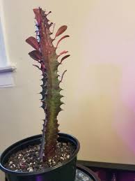 Trigona red cathedral one of the most colorful cultivars of trigona with a mottled pattern in shades of green, red, purple and maroon thorns sprout in pairs on the stem's margins with teardrop shaped red toned leaves. Is My Euphorbia Trigona Rubra Healthy Any Care Tips Are Greatly Appreciated Cactus