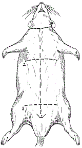 Pin On Dissection Info