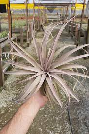 Image result for Buchnera capitata